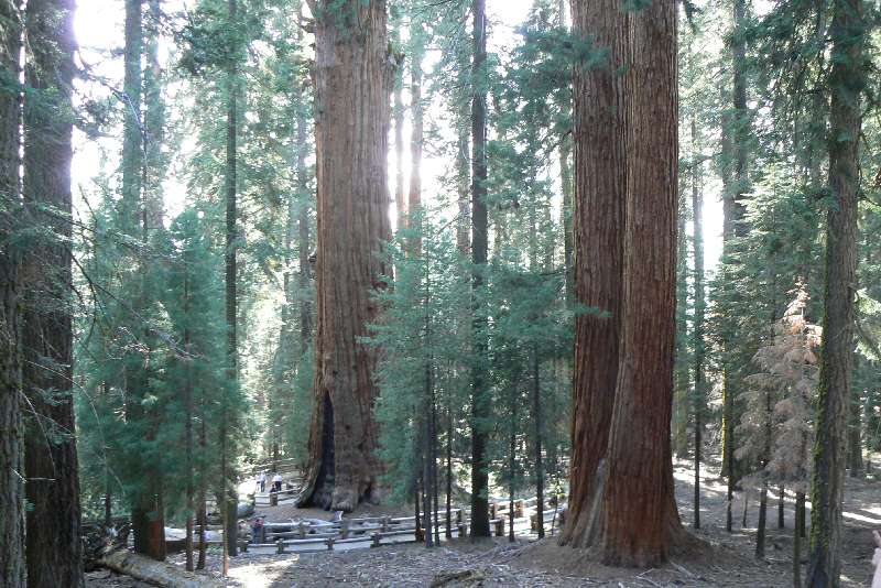23 Sequoia National Park